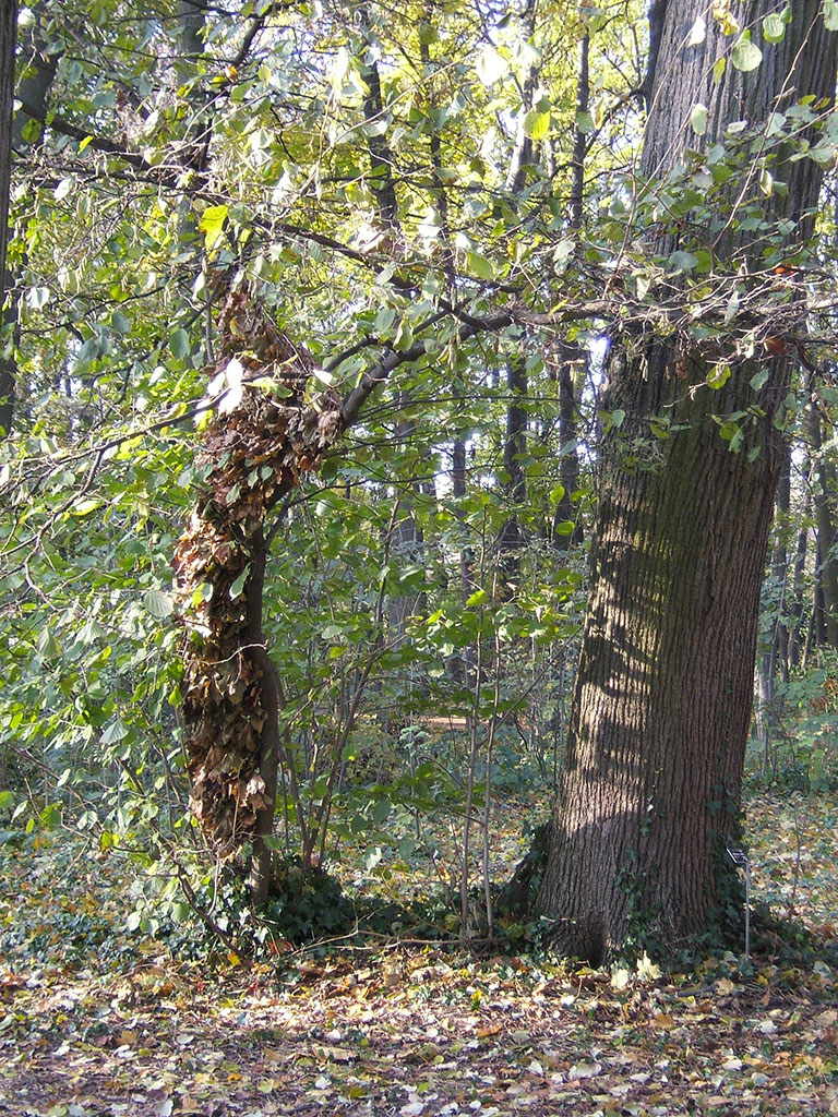 Installation dans la forêt d'une surface entre deux troncs créée par une tenture de feuilles.