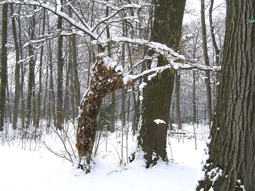 Installation dans la forêt d'une surface entre deux troncs créée par une tenture de feuilles.