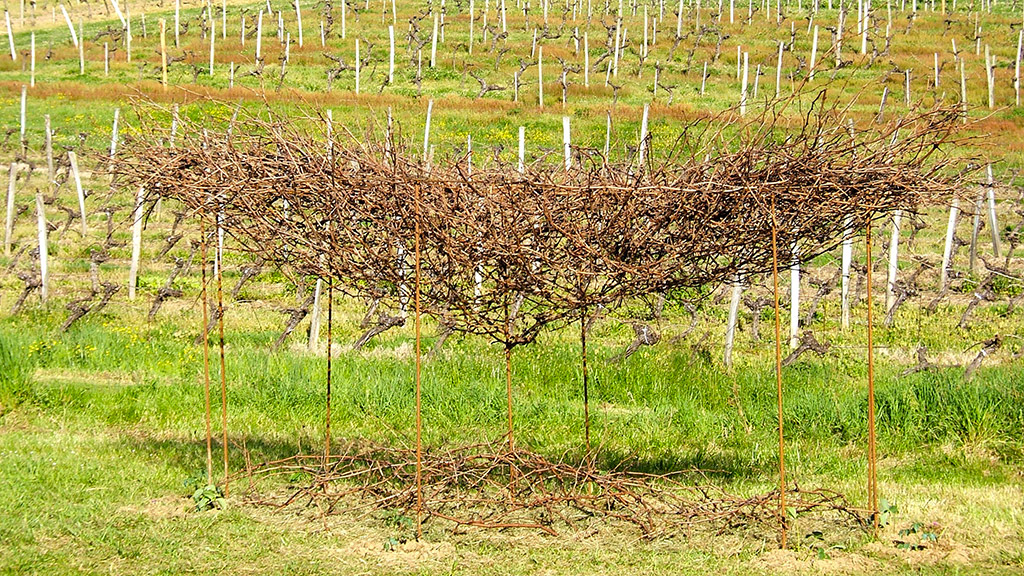 Installation faite de branches formant un jeu graphique, sur fond de vignes.