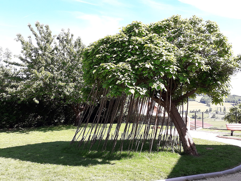 Installation de l'artiste Anne Mangeot, des branches inclinées sous un arbre dans un jardin, sculpture naturelle en bois qui projette une ombre portée au sol.