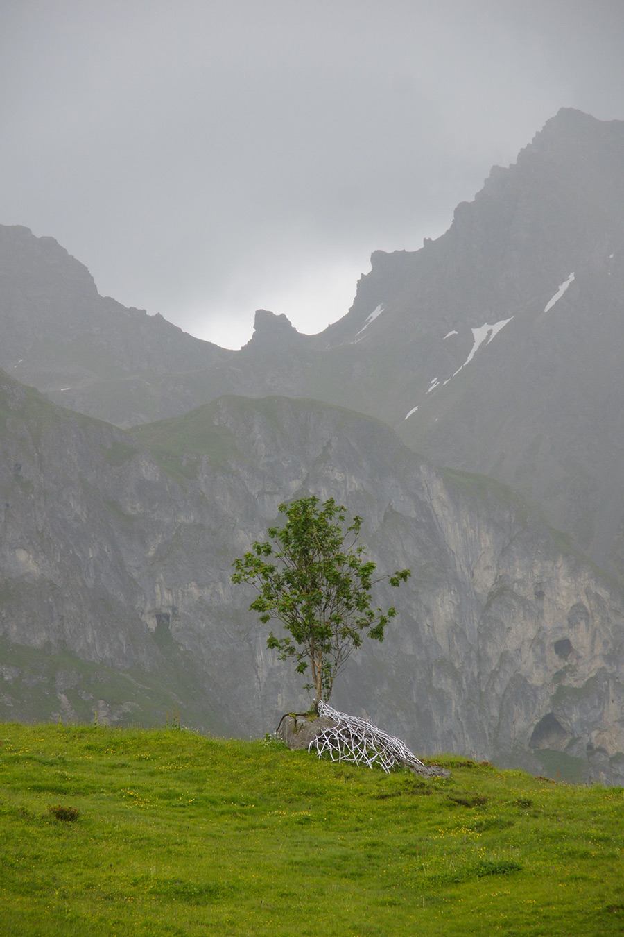 Installation in situ d’art contemporain d'Anne Mangeot : un arbre pousse, enveloppé à sa base par une structure en treillis de branches blanches, sur fond de montagne.