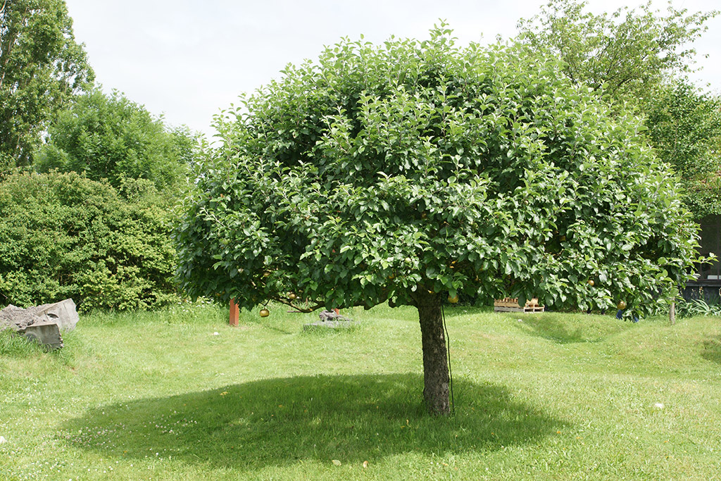 Installation d'art contemporain dans un jardin: un pommier trône dans un jardin, en été, des pommes d'or sont suspendues à ses branches.