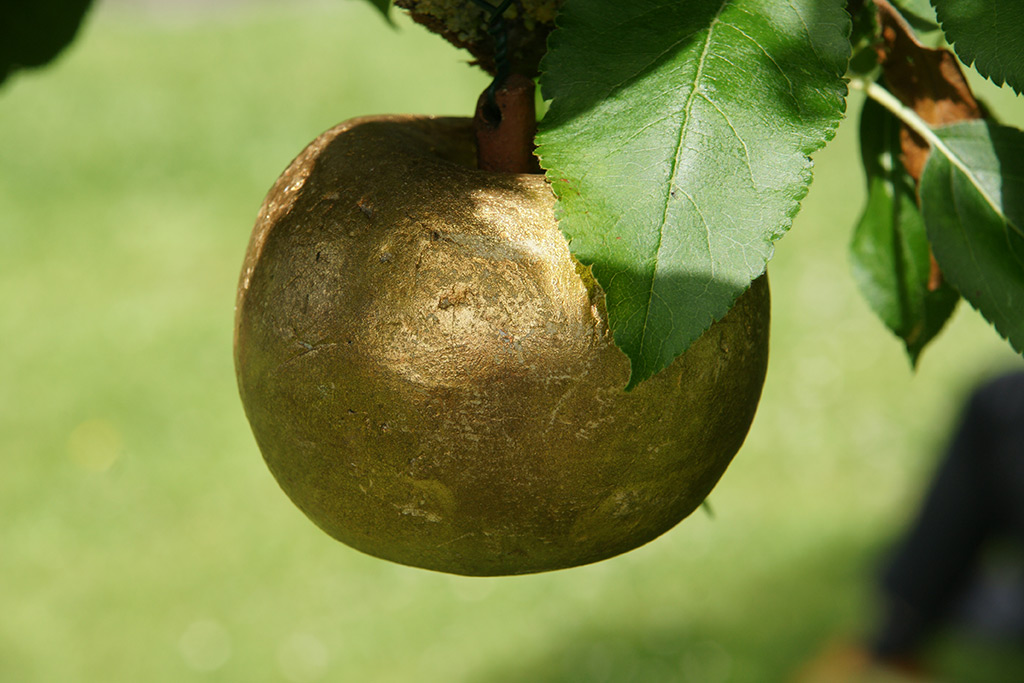 Zoom sur une installation d'art contemporain dans un jardin: une pomme d'or est suspendue, cachée sous des feuilles du pommier.