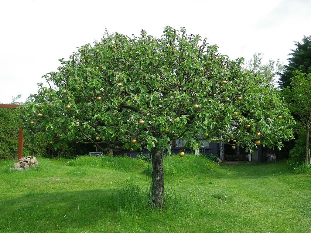 Arbre fruitier taillé en forme de dôme, installé au centre d’un espace herbeux, entouré de buissons.